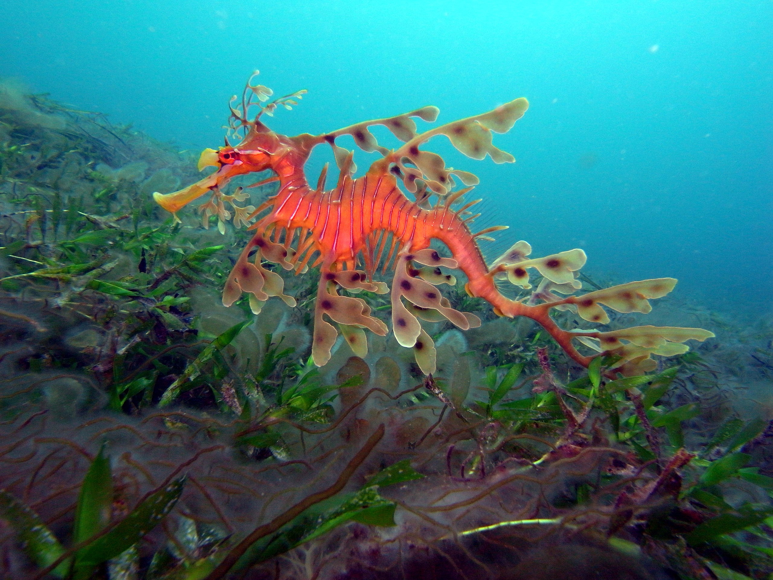 leafySeadragon